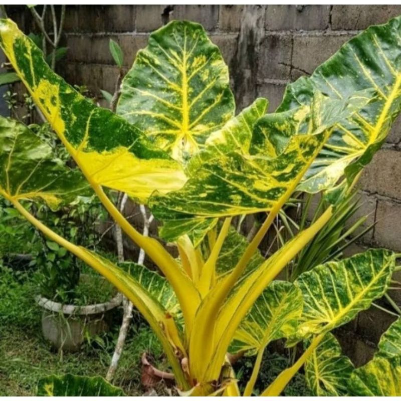 Tanaman hias sente golden guinea indukan//ukuran dewasa batang besar //pohon lompong varigata kuning