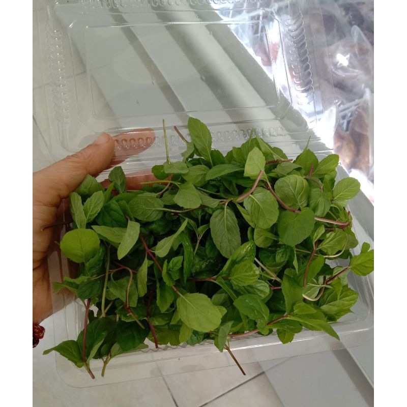 

Daun Mint