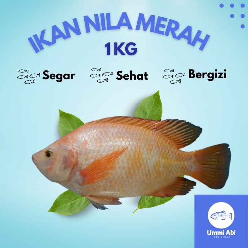 

UMMI ABI Ikan Nila Merah Segar 1 Kg / Fresh Bukan Frozen / Sudah Dibersihkan