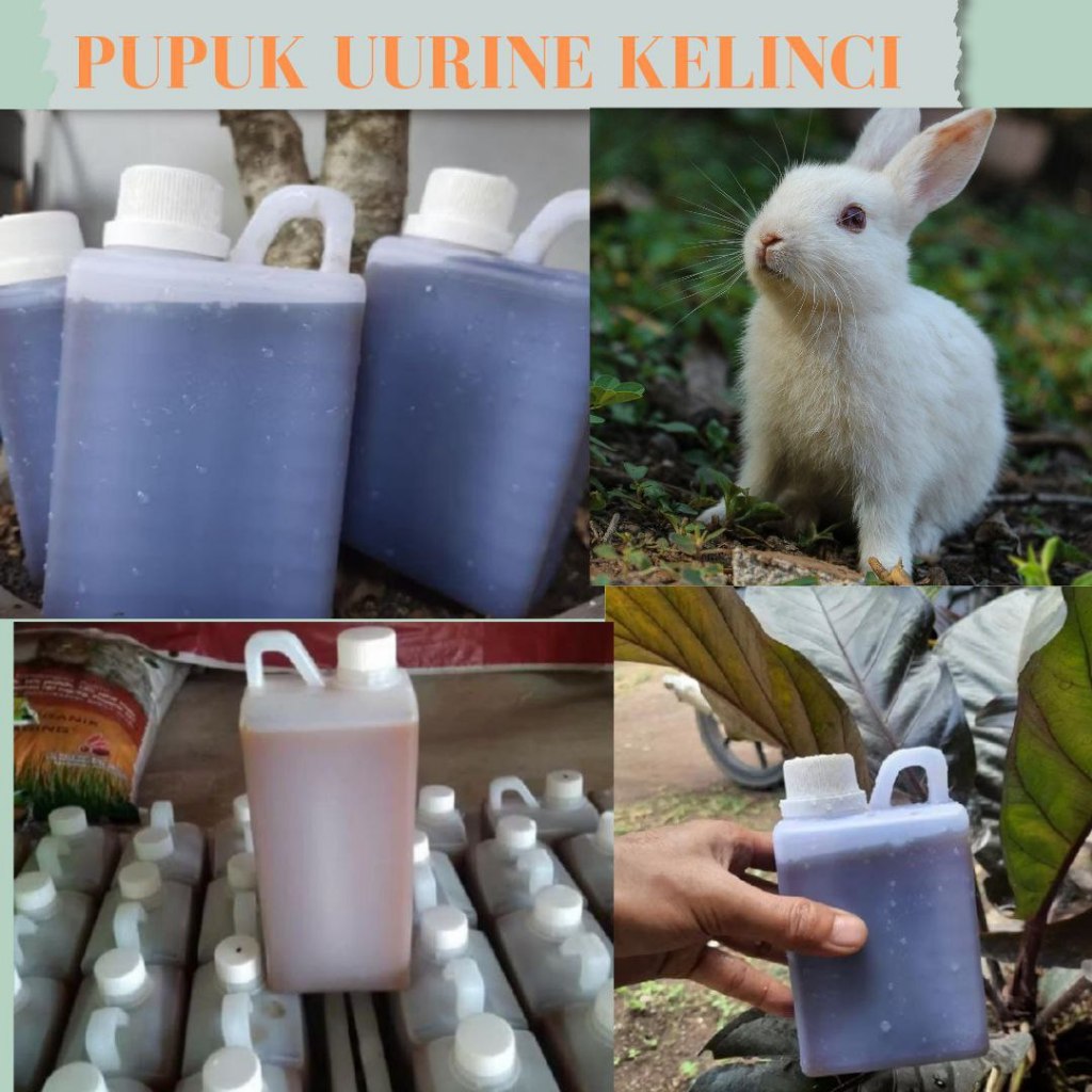 PALING DICARI...pupuk urine kelinci murni,urin urine kelinci murni pupuk organik cair