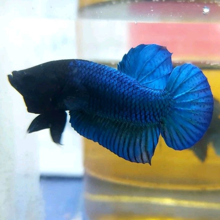 Ikan Cupang Aduan Fighter Import Singapure X MDS Medan Super Rawatan Berkualitas
