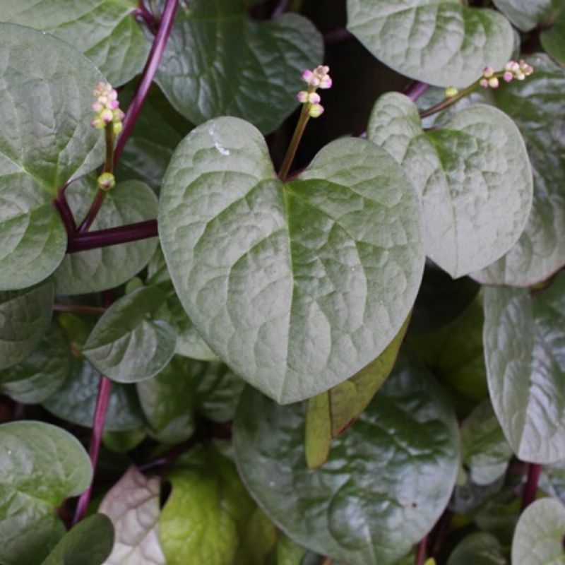 

Obat Herbal Binahong 30 lembar Fresh