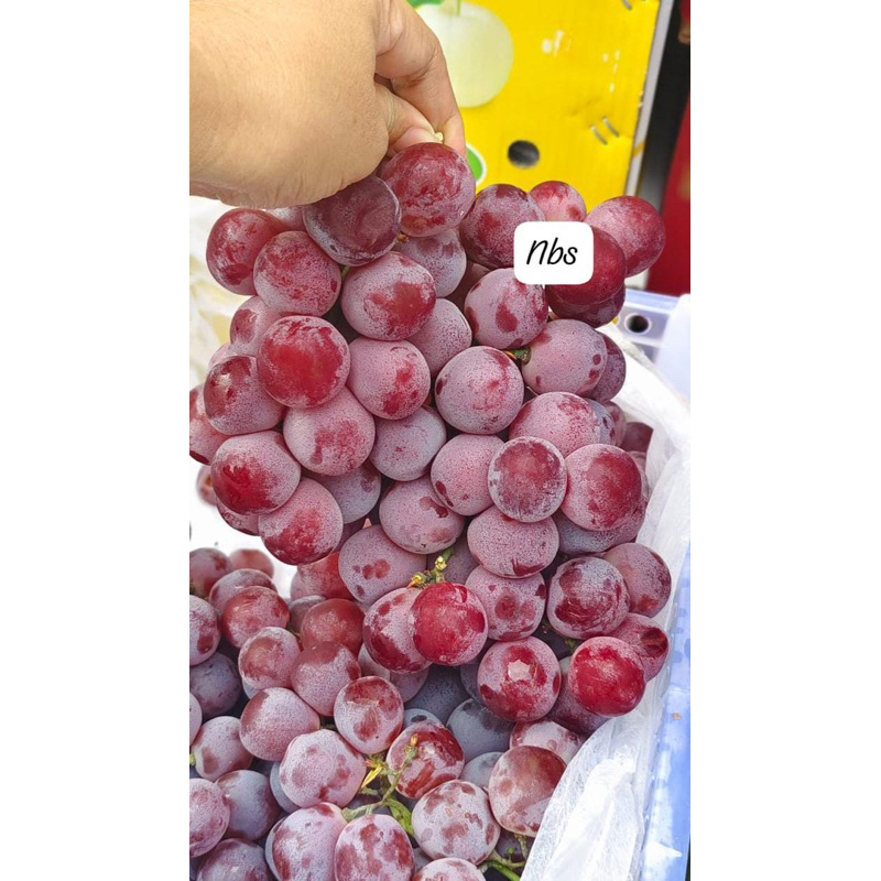 

anggur red globe 1kg manis