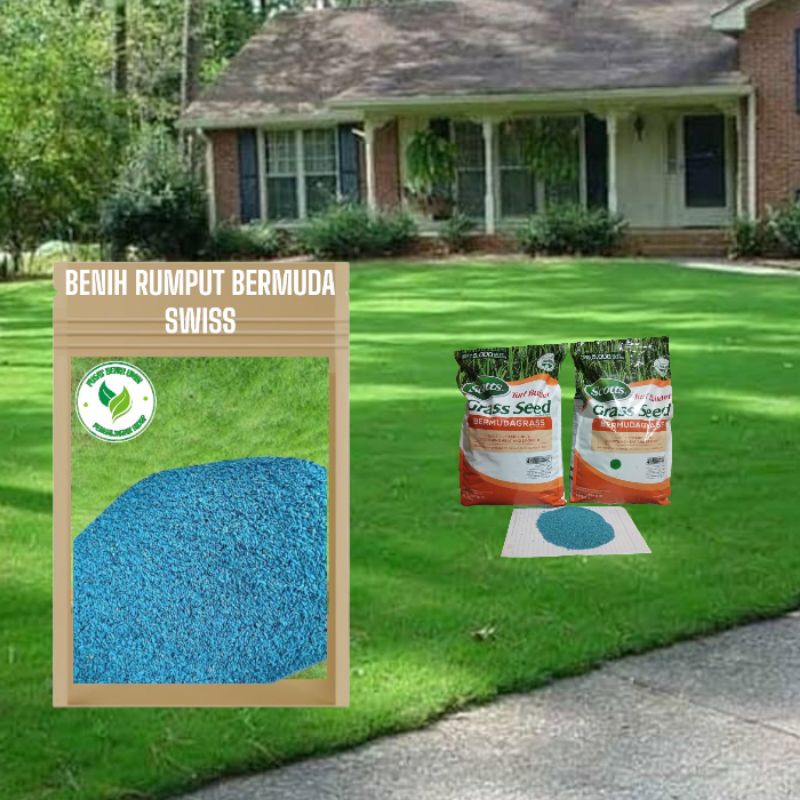 Benih rumput Bermuda grass seed kemasan 500gram - bibit rumput Bermuda grass scotts