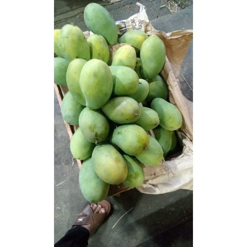 

mangga harum manis / kg