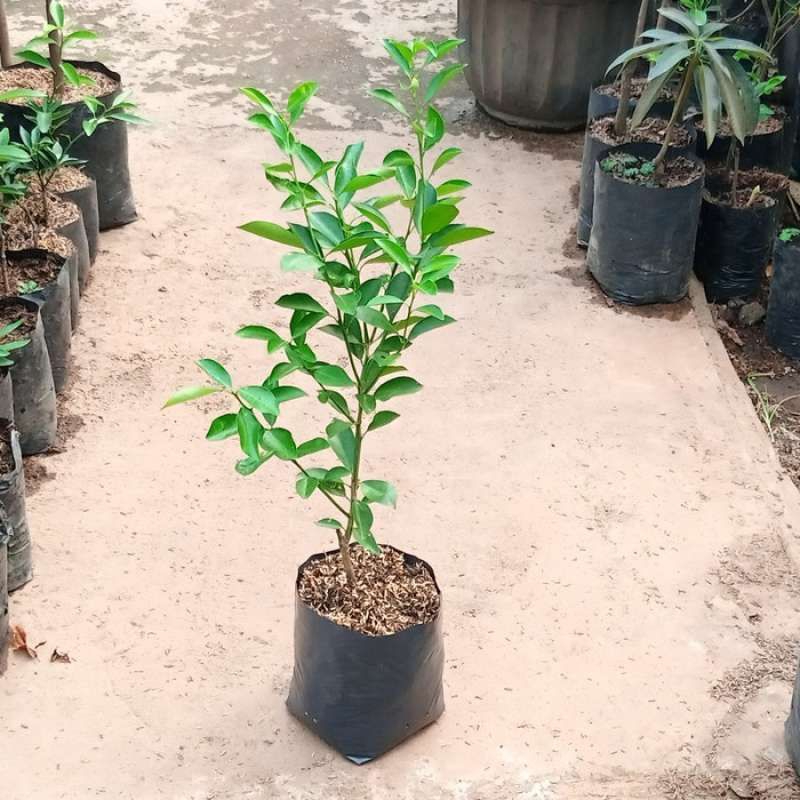 Bibit jeruk kunci atau jeruk limau tanaman hasil okulasi super ungullan cepat berbuah