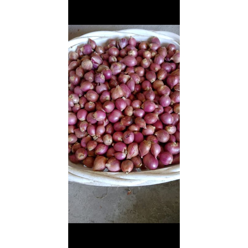 

Bawang merah kecil 1kg