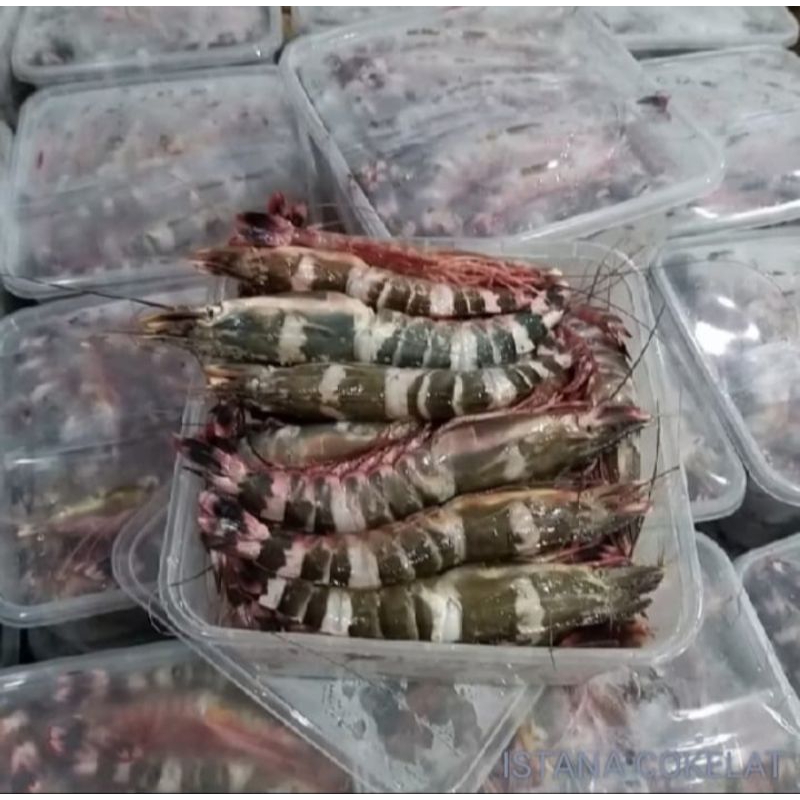 

udang windu