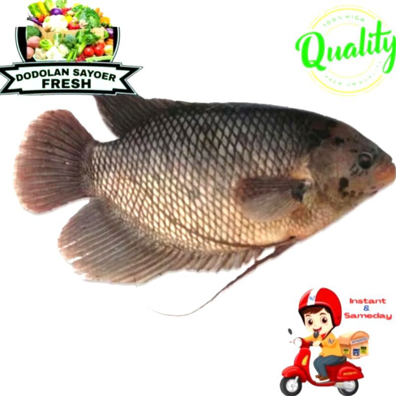 

Gurame 1 ekor utuh/ikan gurame Fresh pilihan