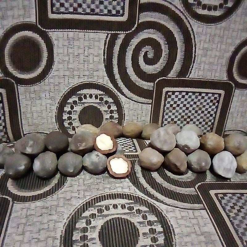 muncang Jayanti Jawa vs marjudi