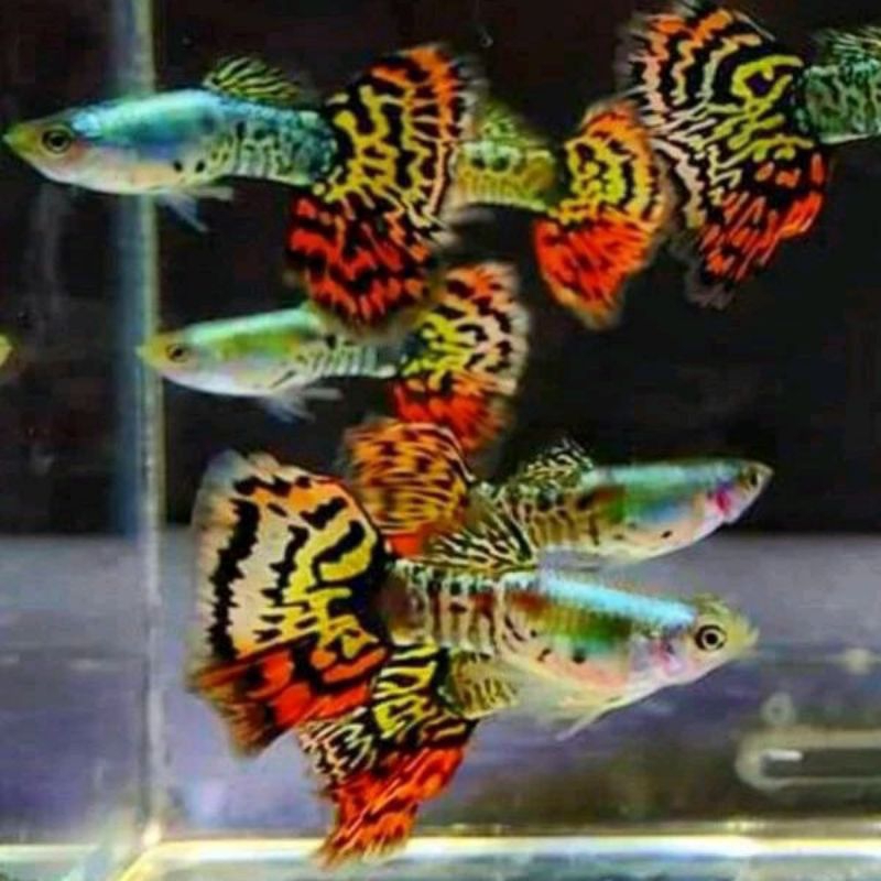 guppy dragon macan