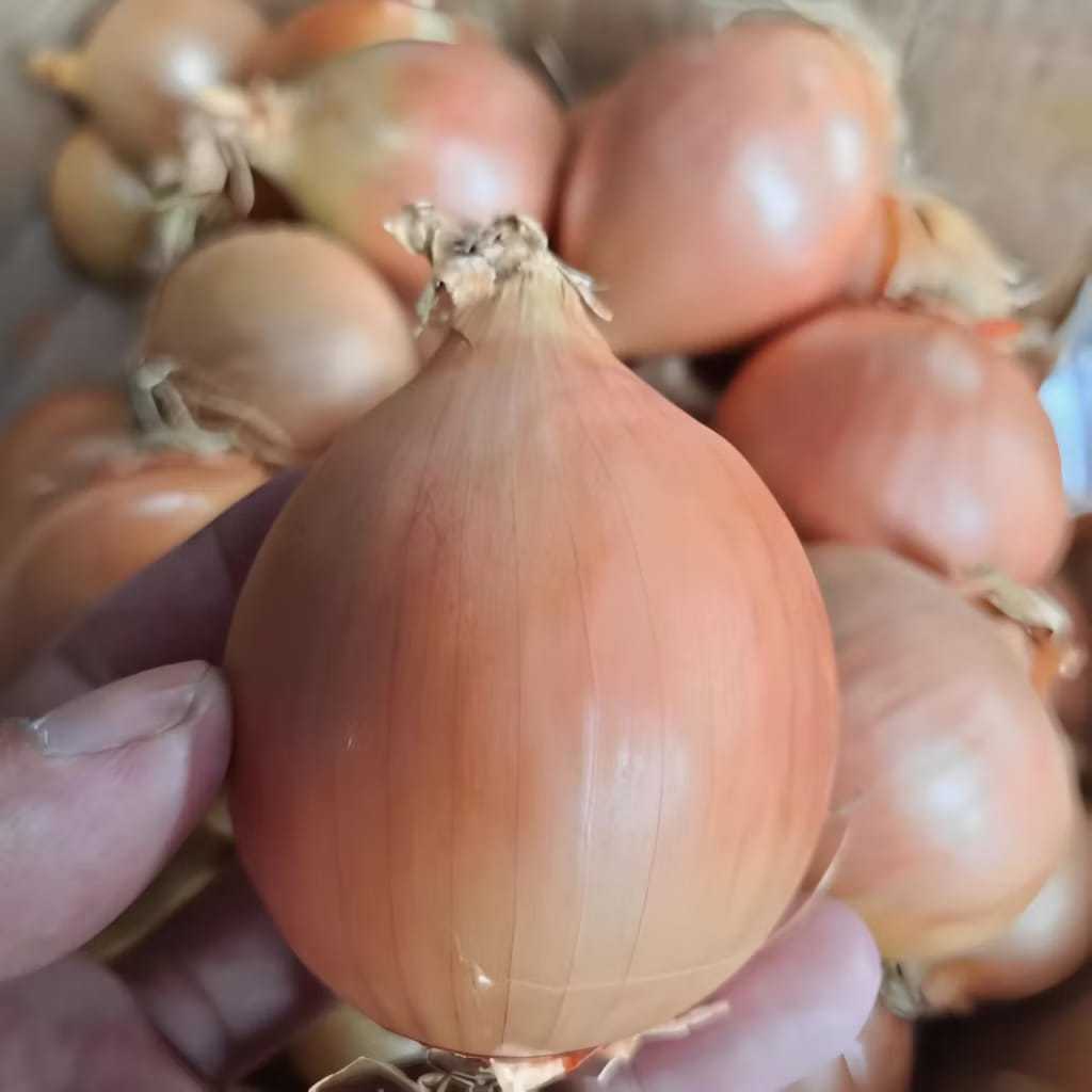 

Bawang bombay 1 kg premium segar kualitas terbaik