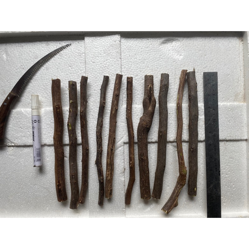 Batang stek Bougenville Import