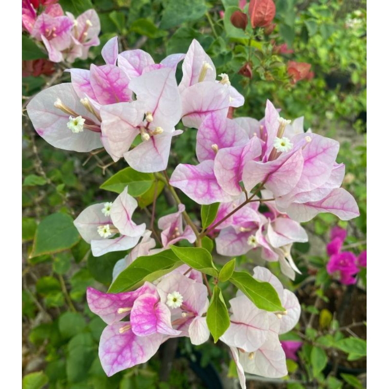 Bougenvile sakura ice cream ori