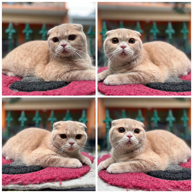 kucing scottish fold murah/kucing murah/kucinglucu/kucing persia