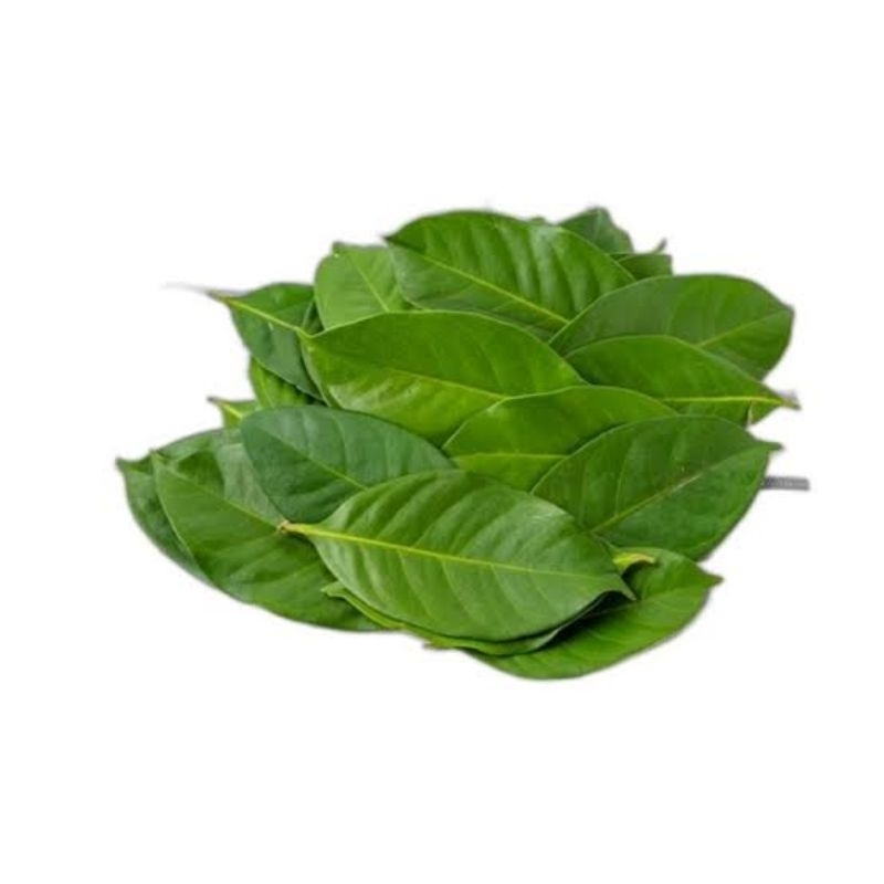 

DAUN SALAM FRESH BARU DIPETIK