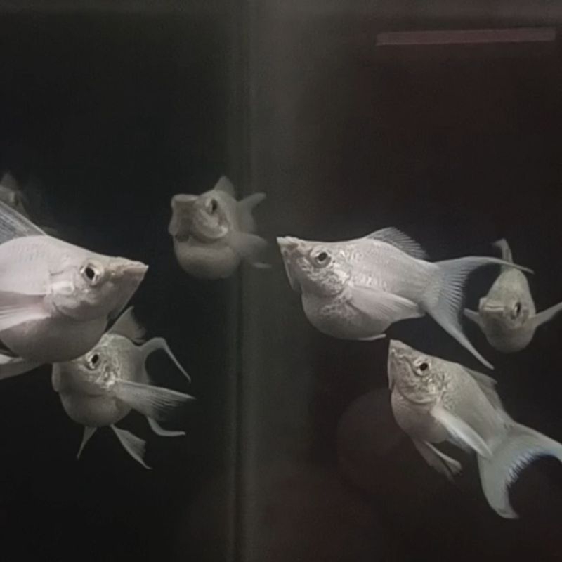 Molly Platinum Cawang Indukan