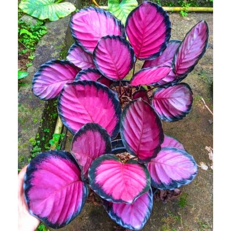 ID TANAMAN HIAS CALATHEA CRIMSON 5-10 DAUN BESAR/ KALATEA CRIMSON BUKAN BONGGOL BIBIT IMPORT RAWATAN