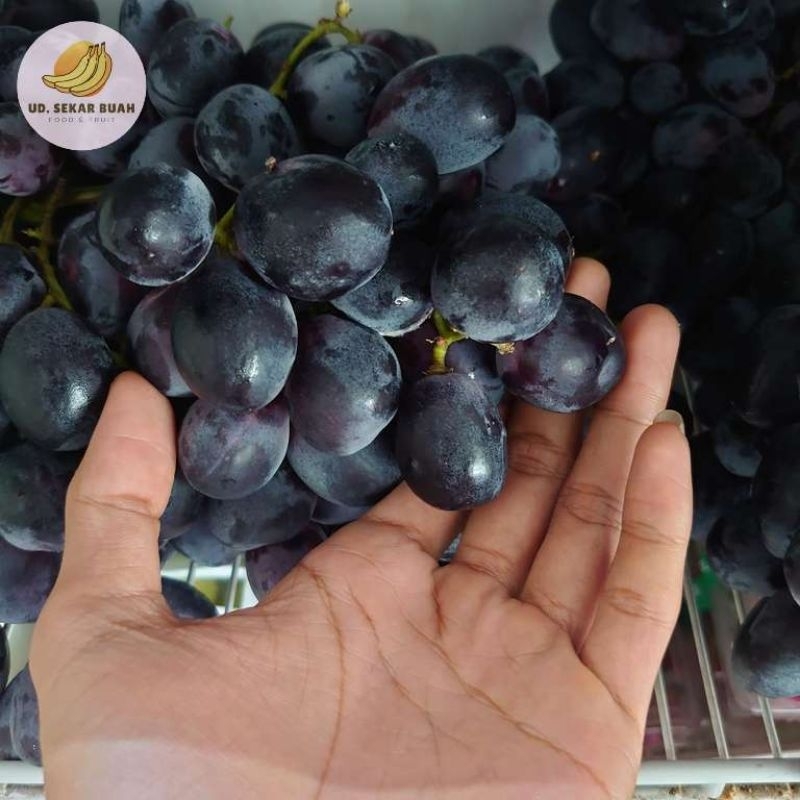 

AFGC [KIRIM INSTAN] BUAH ANGGUR BLACK AUTUMN - MOONDROP gr