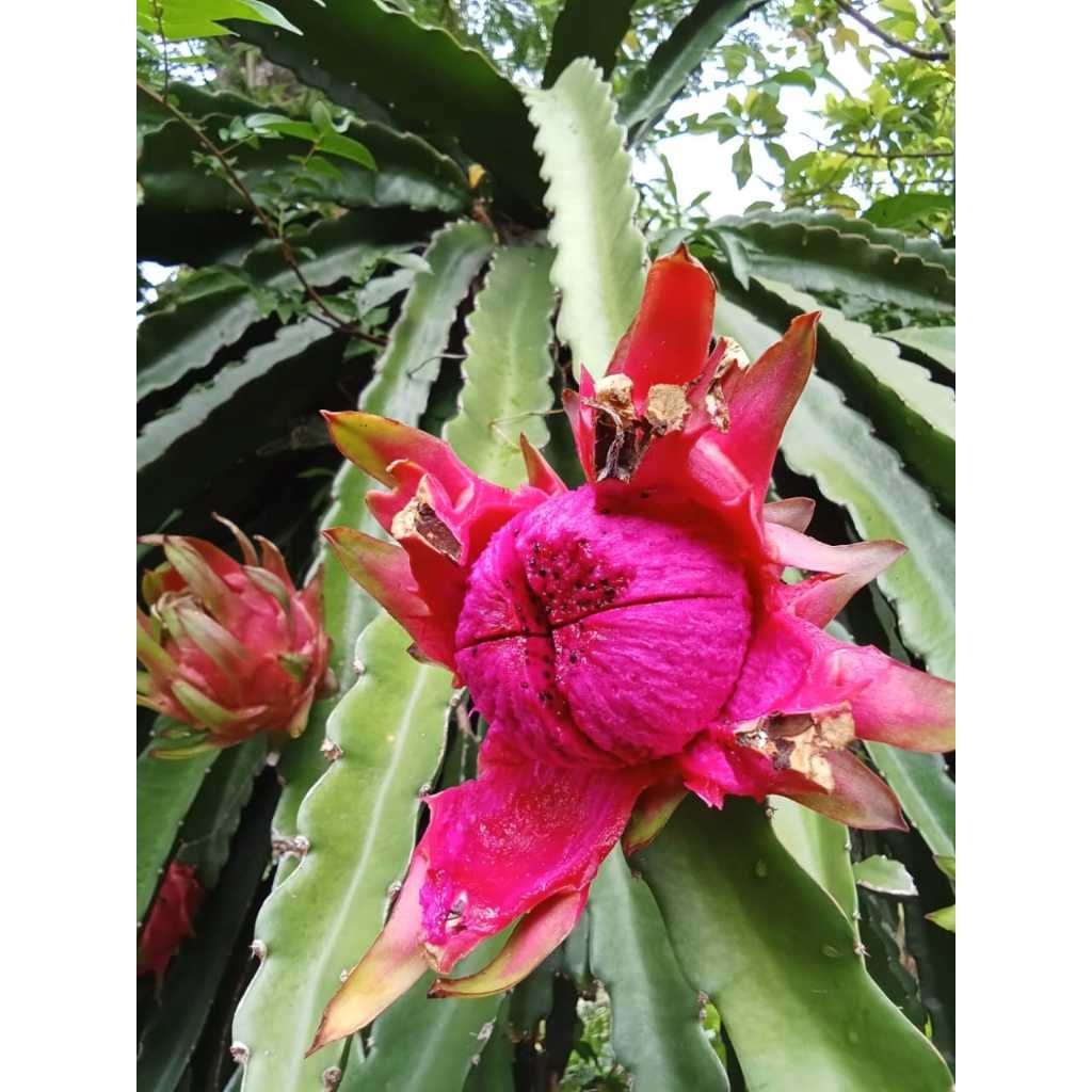 

Buah Naga Merah / Dragon Fruit 900 gr - 1 kg