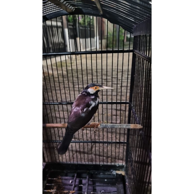 Jalak Suren Jawa Blorok Tipis