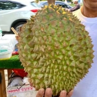 Durian Montong Utuh 1butir 5kg