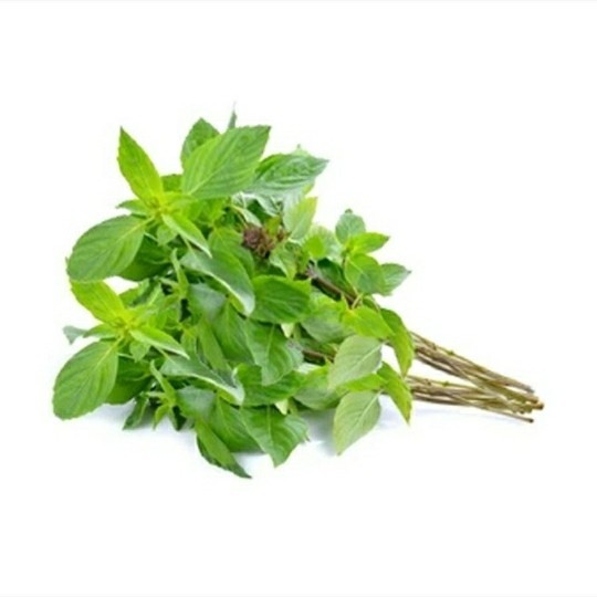 

Daun Kemangi ( 500549 )