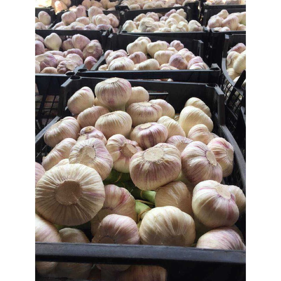 

Bawang Putih 500 gram