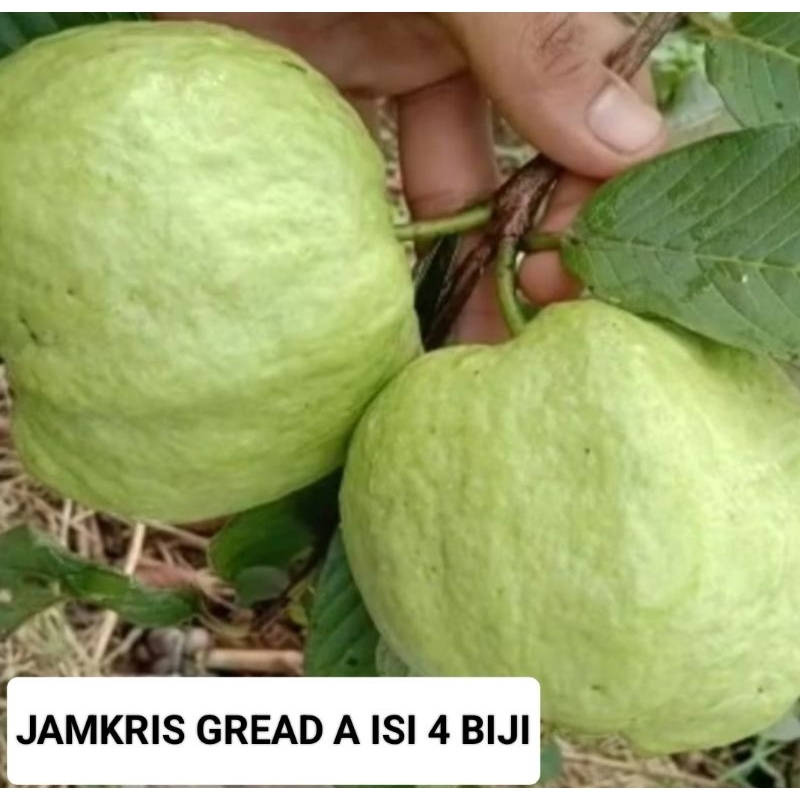 

JAMKRIS PUTIH GREAD ISI 3/4 BIJI