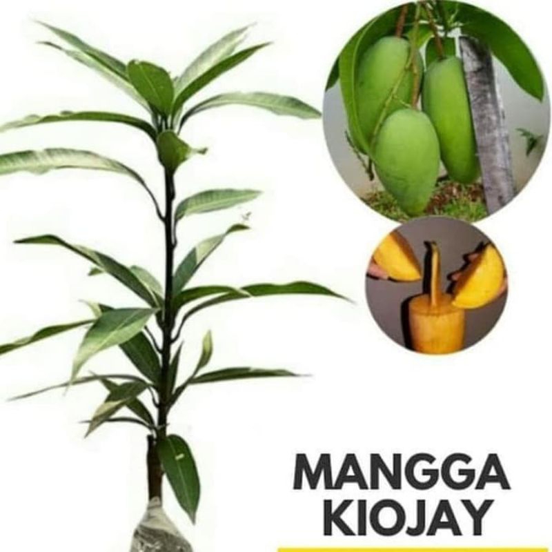 bibit mangga kiojay jumbo