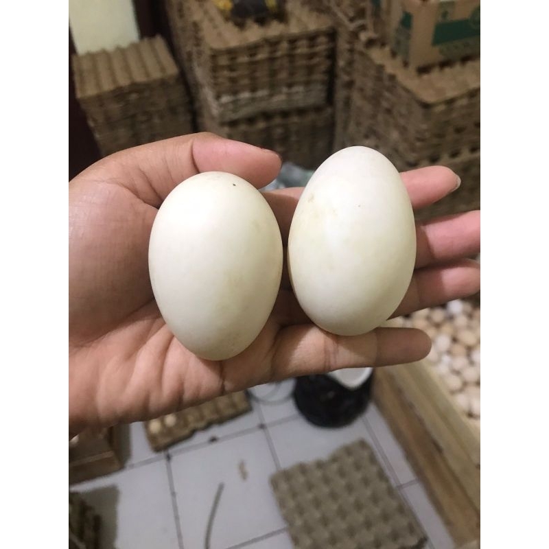 

TELUR BEBEK PUTIH PREMIUM PERBUTIR