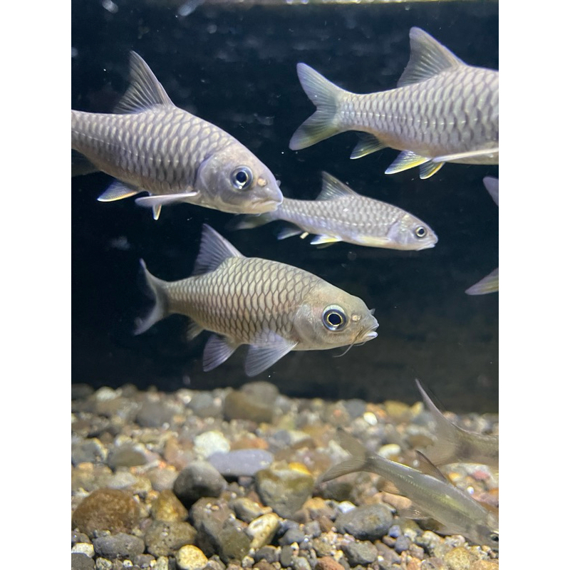 phoenix barb