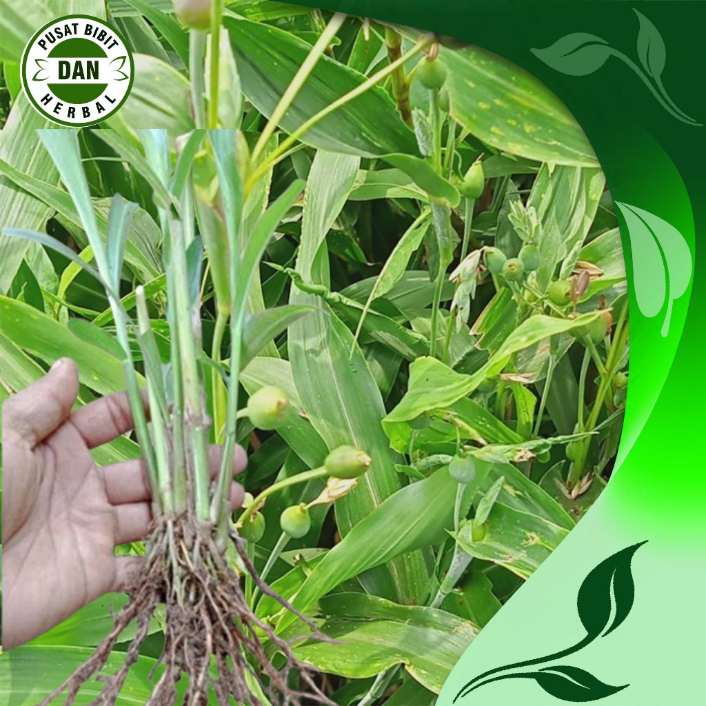 Bibit Pohon Hanjeli/Jali-Jali Siap tanam (Beli 5 gratis 1) - pusat bibit dan herbal