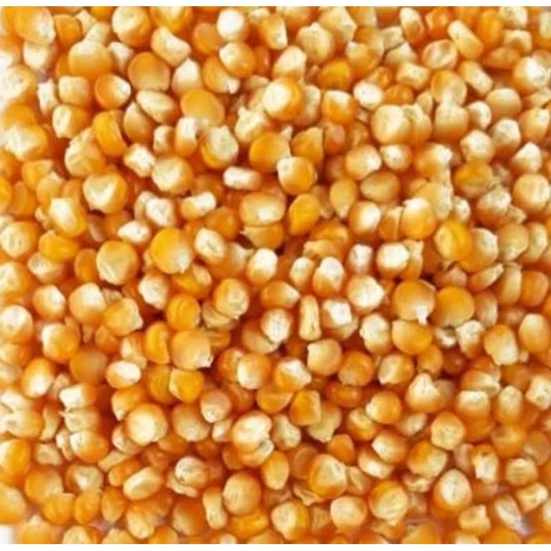 

benih jagung unggulan