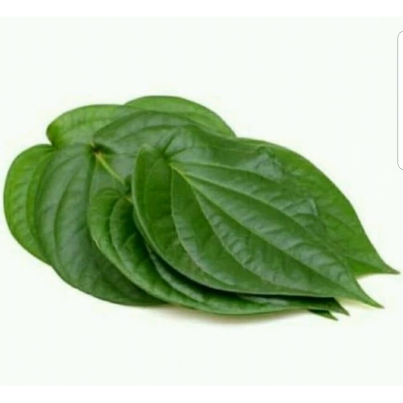 

Daun Sirih Organik obat herbal