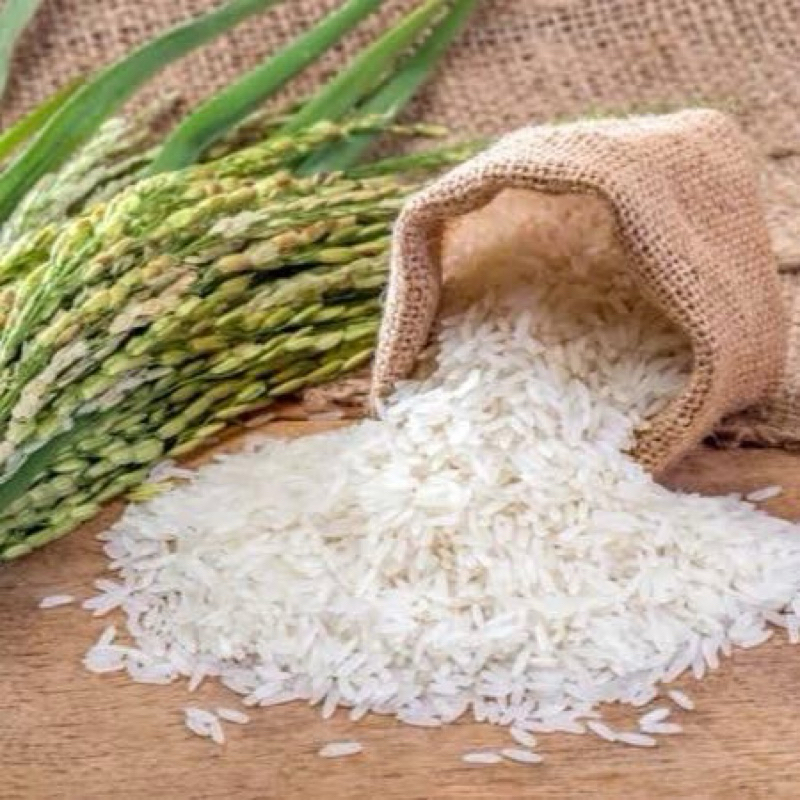 

BERAS LANGSUNG DARI PETANI 5 LITER 55rb