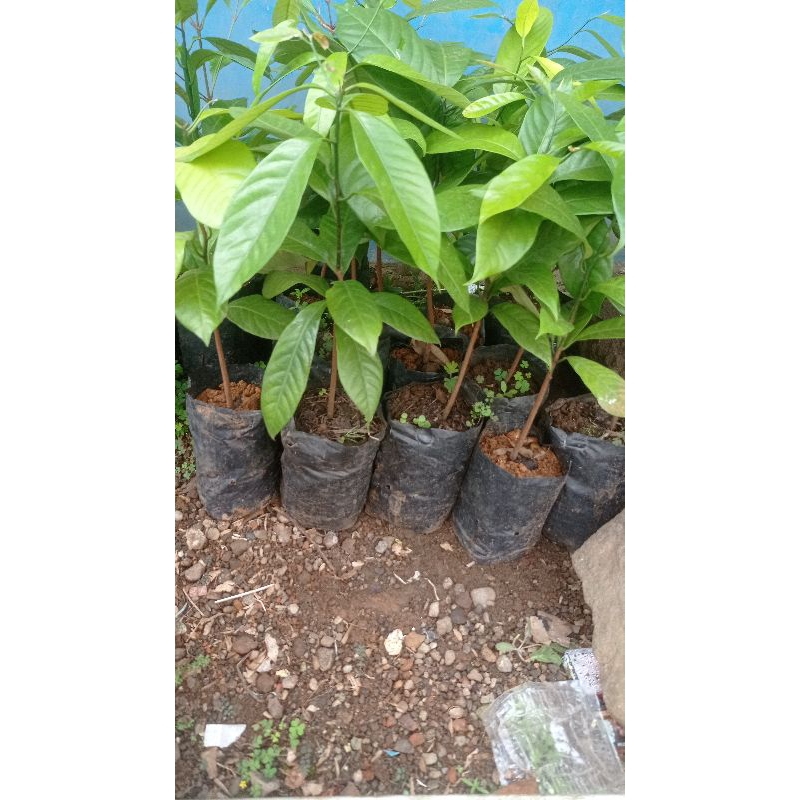 

bibit pohon pala super