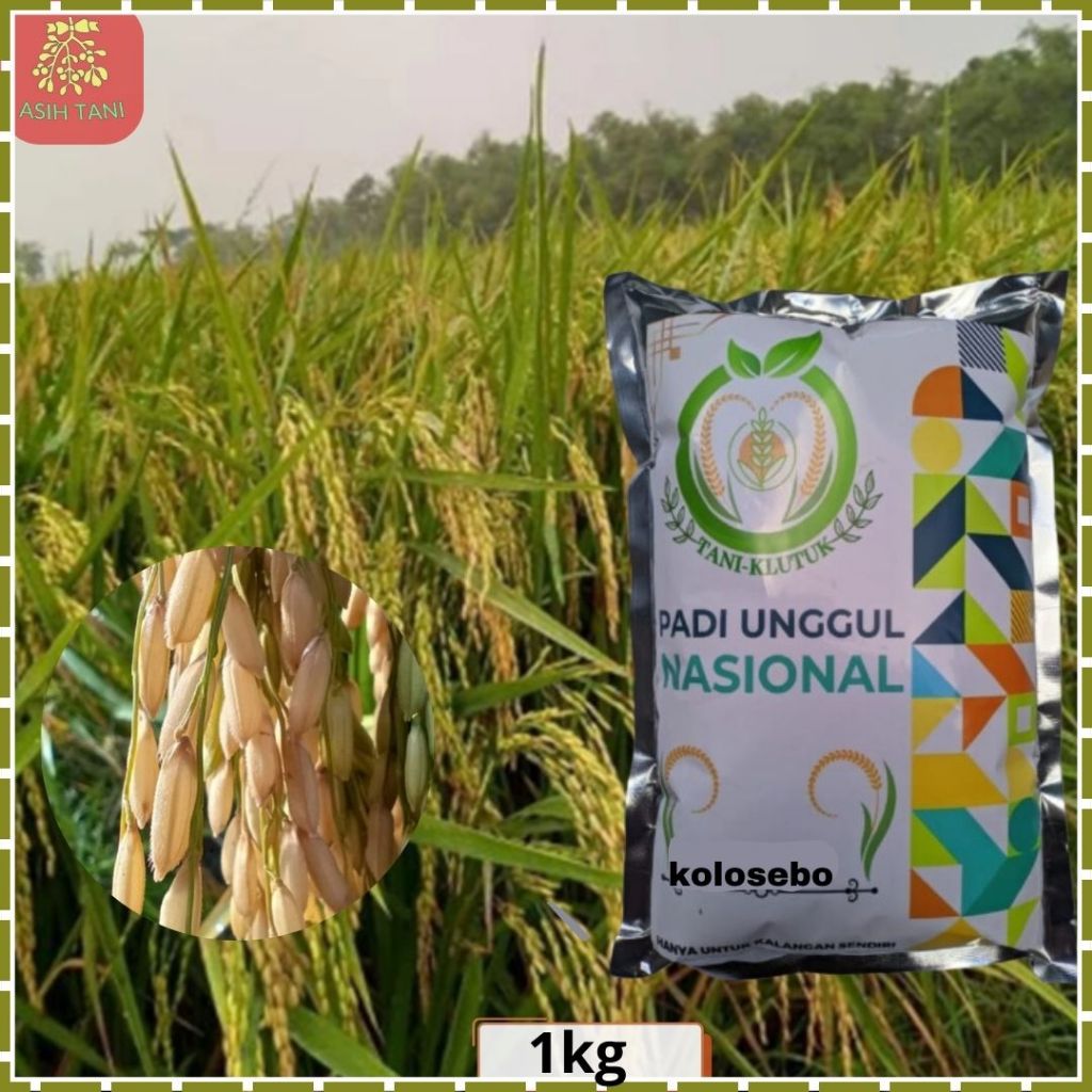 Benih Padi Kolosebo Bibit Padi Kolosebo 1kg