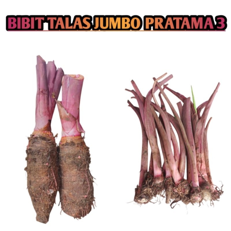 bibit talas ungu jumbo Pratama 3