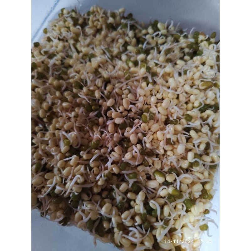 

TOGE SAYUR / TOGE RAWON SIAP KONSUMSI