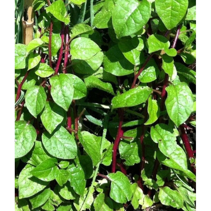 

daun binahong super segar orderan masuk baru petik 100 lem