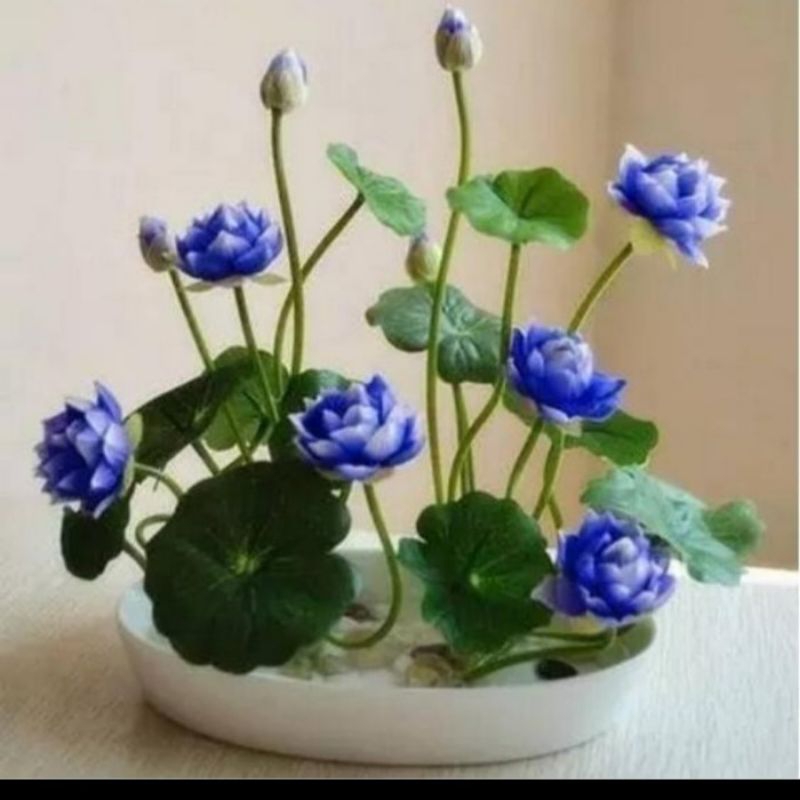 biji teratai lotus mini Nelumbo Nucifera