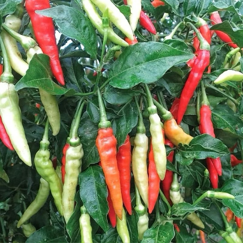 ID BENIH CABE UNGGUL SIGANTUNG(CABE BURUNG/SETAN) BUAHNYA BERGEROMBOLAN BANYAK BINTANG ASIA ASLI -