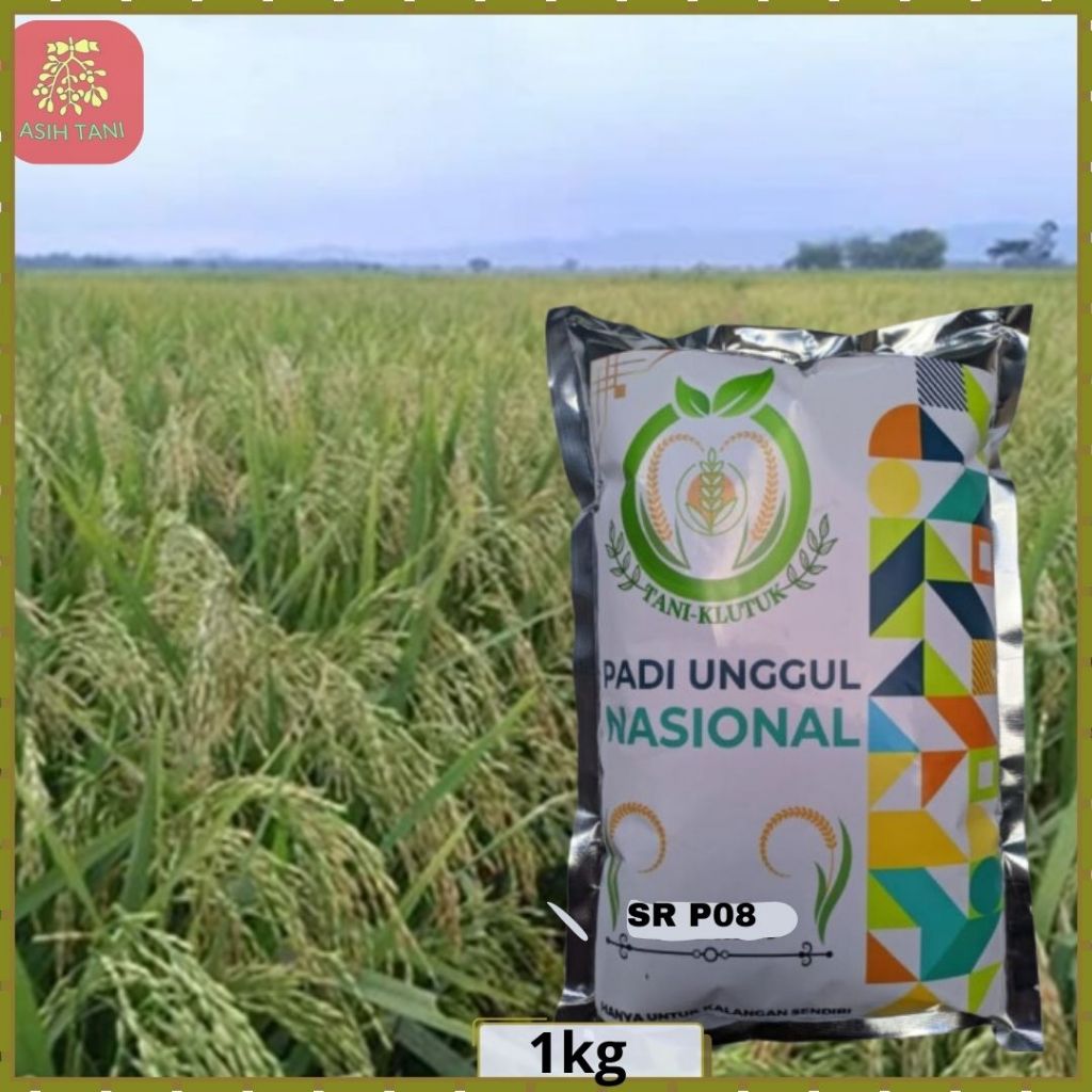 Benih Padi SR P08 Bibit Padi SR P 08 Kemasan 1kg