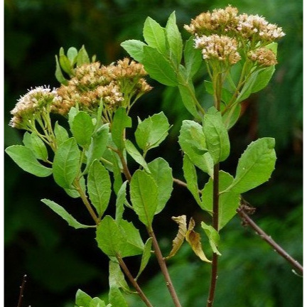 

Daun Beluntas Herbal Pluchea indica 50gr