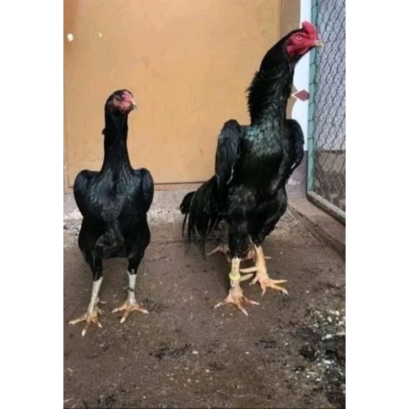 

telur ayam shamo import original