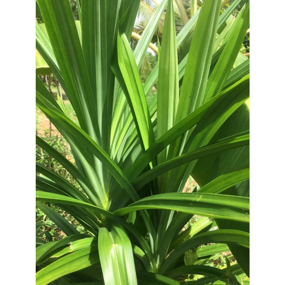 

daun pandan fresh dari kebun 1 ikat (10 daun)