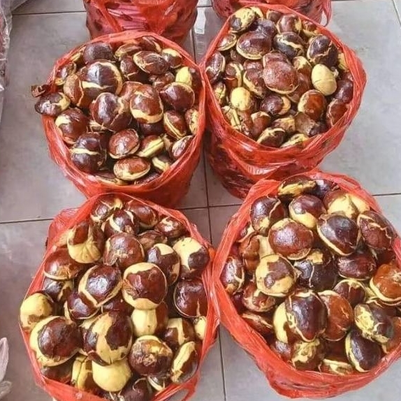 

Gratis ongkir, Jengkol tua full sortir 1Kg edisi merah merekah
