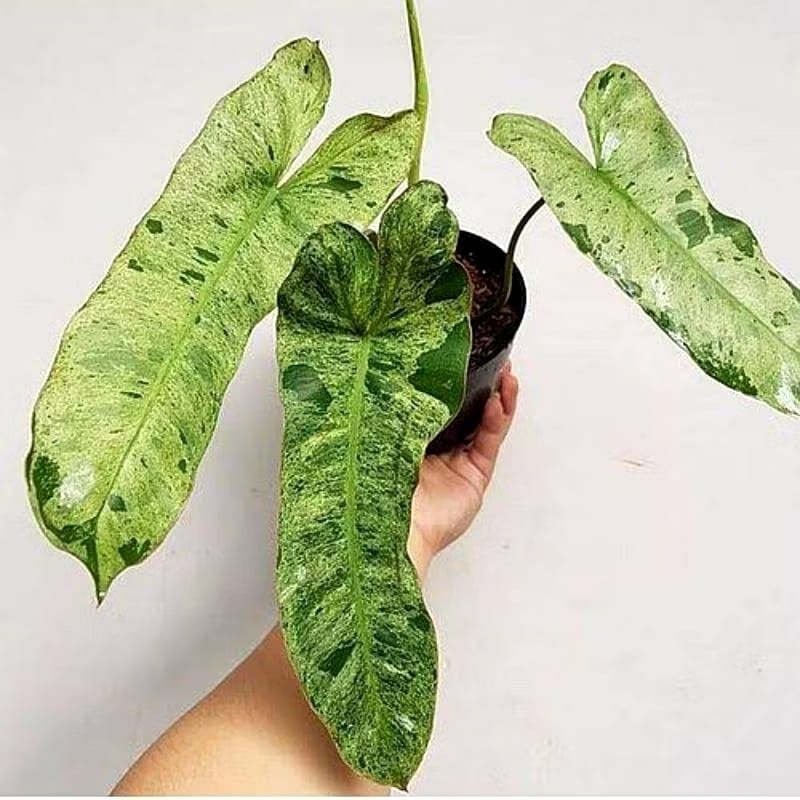 (BISA COD) Tanaman Hias Philodendroon Paraiso Verde Tanaman Indoor Philo Verde Tanaman Hidup Verde B