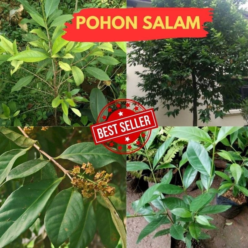 Promo.. Pohon Salam Besar, Pohon Salam Koja